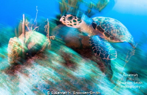 "A Turtle In Motion Tends To Stay In Motion"
A hawksbill... by Susannah H. Snowden-Smith 